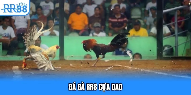 Đá Gà RR88 - Cuộc Chiến Máu Lửa Đặt Cược Xanh Chín 4 Đá gà rr8 cựa dao