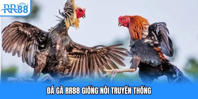 Đá Gà RR88 - Cuộc Chiến Máu Lửa Đặt Cược Xanh Chín 5 Đá gà RR88 giống nòi truyền thống
