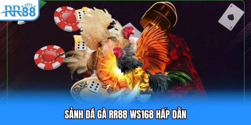 Đá Gà RR88 - Cuộc Chiến Máu Lửa Đặt Cược Xanh Chín 3 Sảnh đá gà RR88 WS168 hấp dẫn
