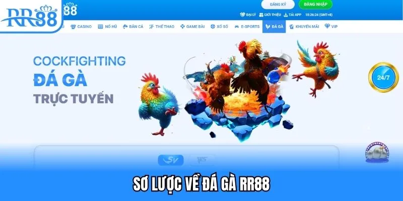 Đá Gà RR88 - Cuộc Chiến Máu Lửa Đặt Cược Xanh Chín 1 Sơ lược về đá gà RR88