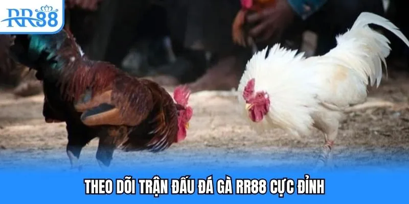 Đá Gà RR88 - Cuộc Chiến Máu Lửa Đặt Cược Xanh Chín 2 Theo dõi trận đấu đá gà RR88 cực đỉnh