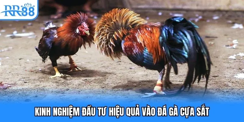 Đá Gà Cựa Sắt - Hình Thức Chọi Kê Trực Tuyến Đặc Sắc 2025 5 Kinh nghiệm đầu tư hiệu quả vào đá gà cựa sắt