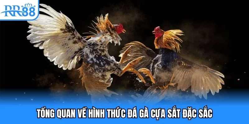 Đá Gà Cựa Sắt - Hình Thức Chọi Kê Trực Tuyến Đặc Sắc 2025 2 Tổng quan về hình thức đá gà cựa sắt đặc sắc