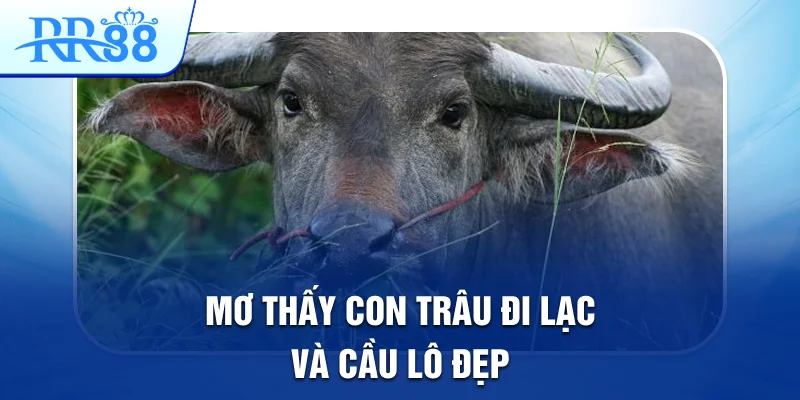 Mơ thấy con trâu đi lạc và cầu lô đẹp