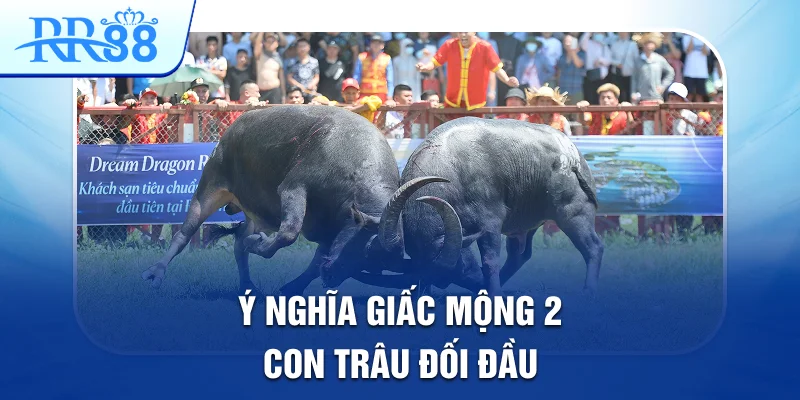 Ý nghĩa giấc mộng 2 con trâu đối đầu